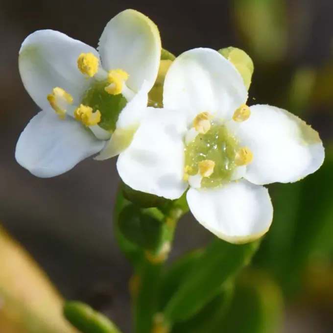 Montinia caryophyllacea