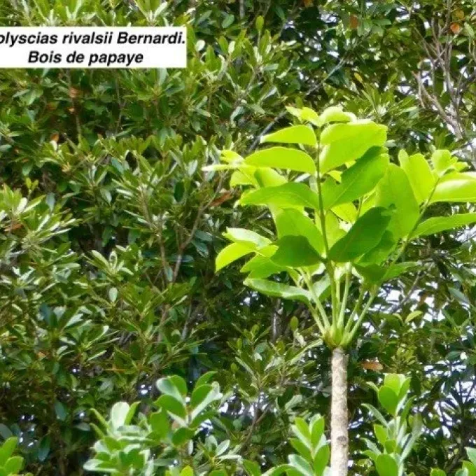 Polyscias rivalsii