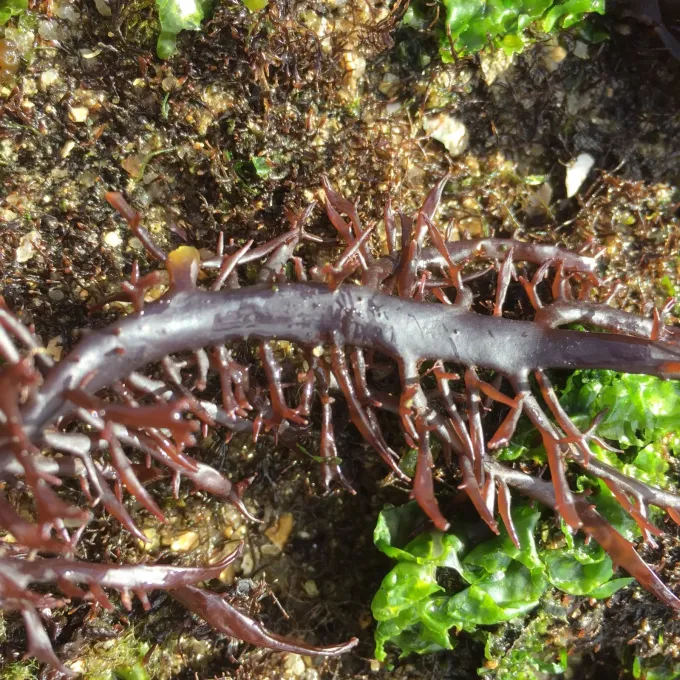 Chondracanthus chamissoi