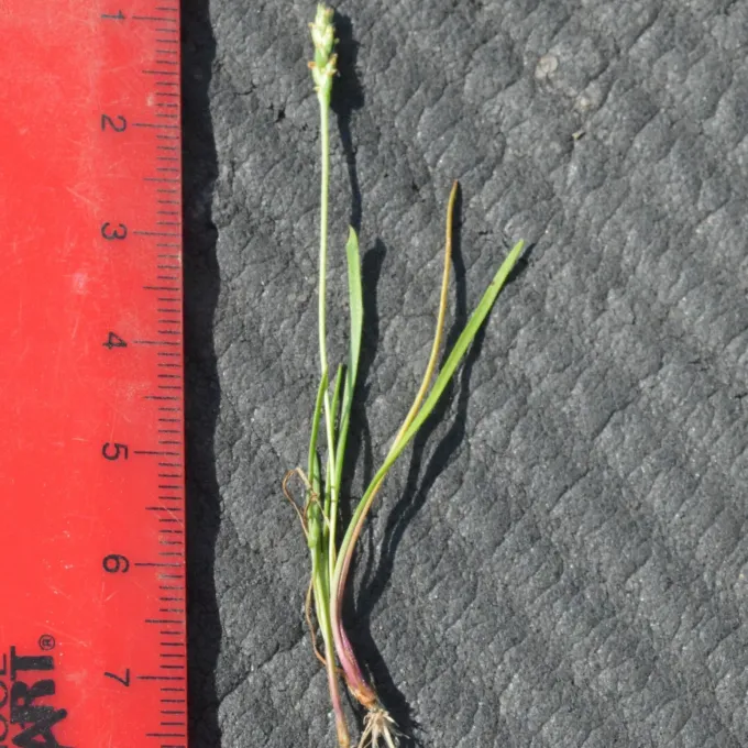 Slender plantain