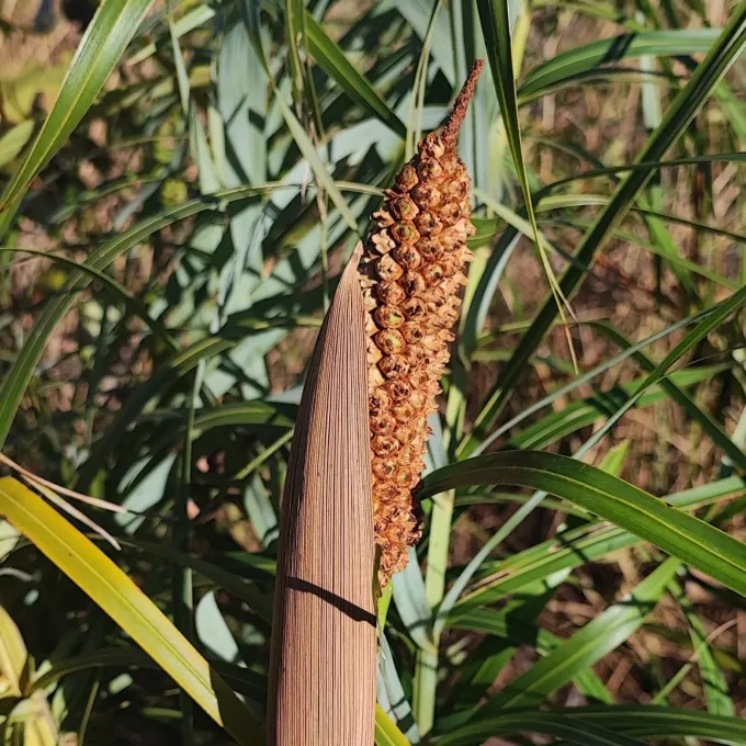 Allagoptera leucocalyx