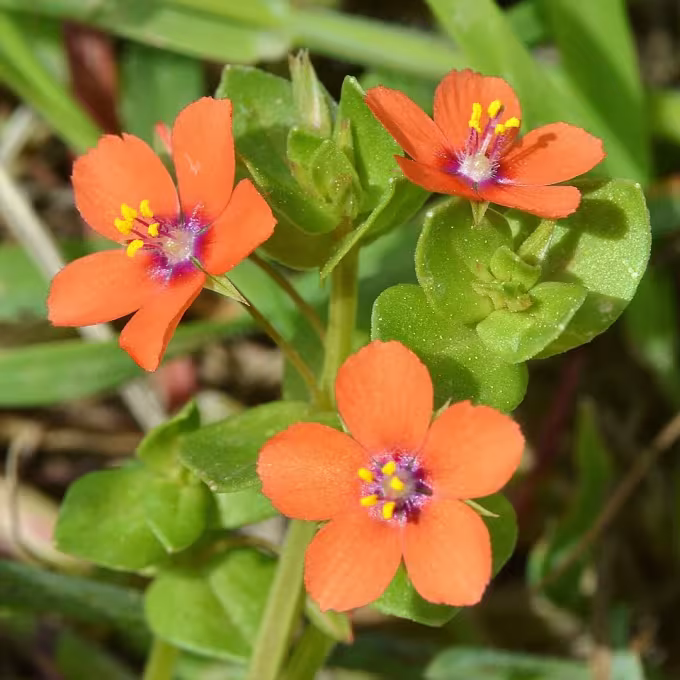 Scarlet pimpernel