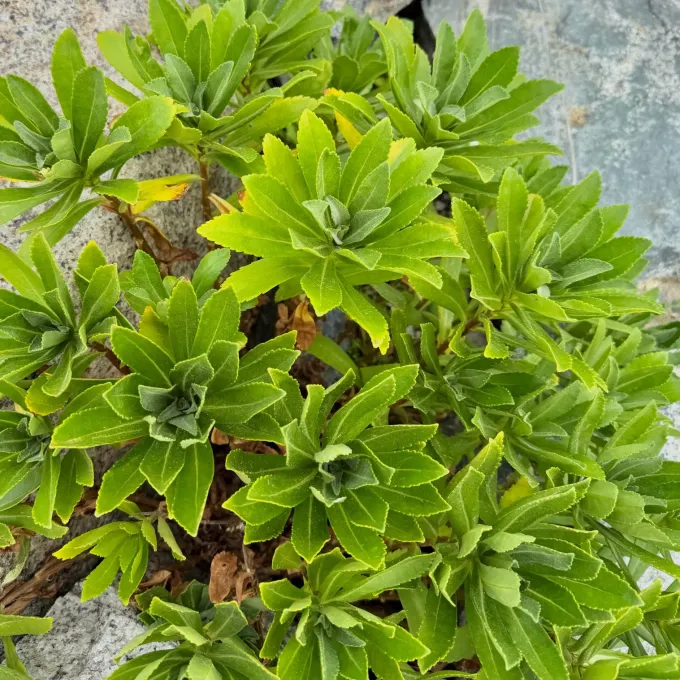 Nipponanthemum nipponicum