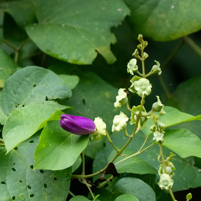 Amphilophium paniculatum