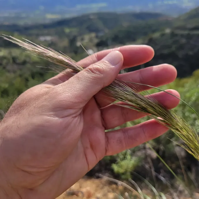 Stipa coronata