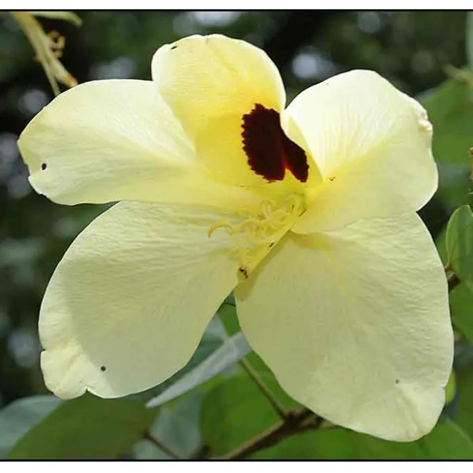 Bauhinia binata