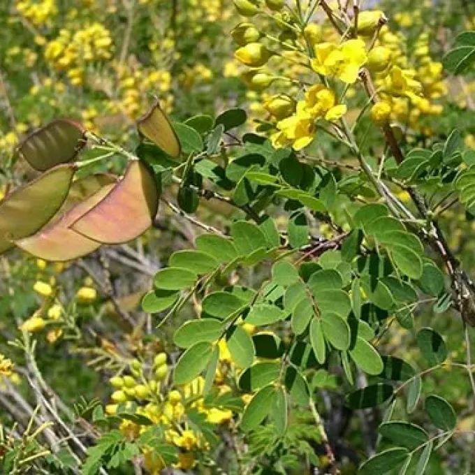Mexican bird of paradise