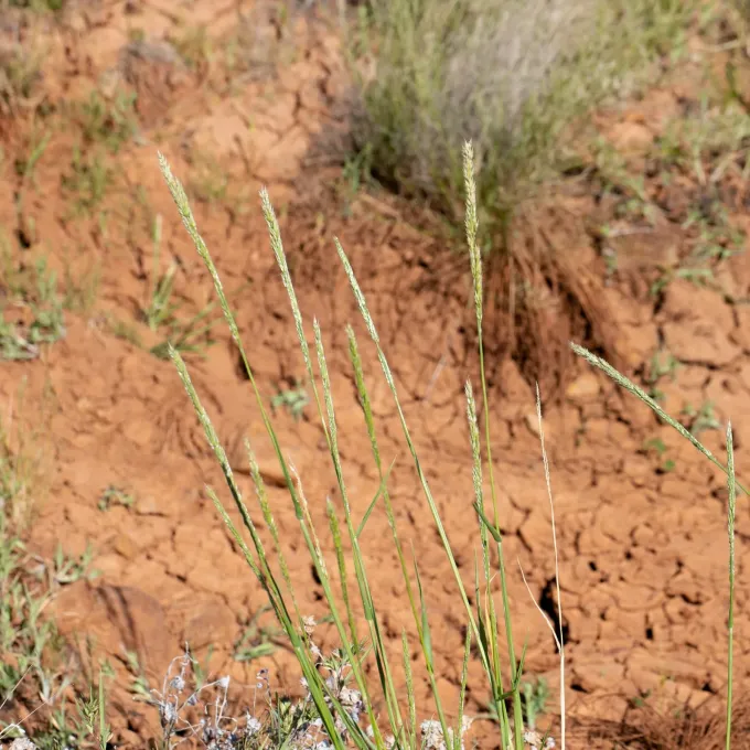 Eriochloa australiensis