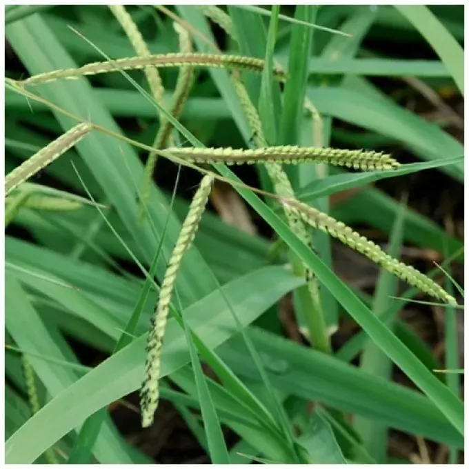 Paspalum lentiferum
