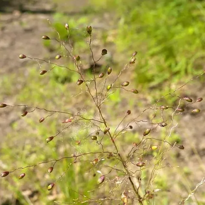 Forked panicgrass
