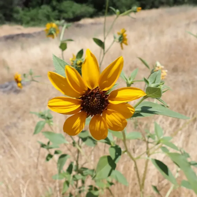 Bolander's sunflower