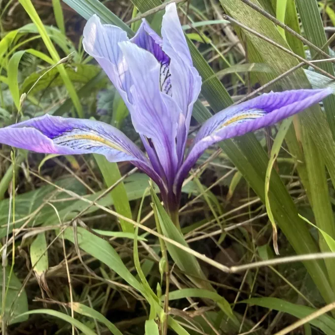 Douglas iris