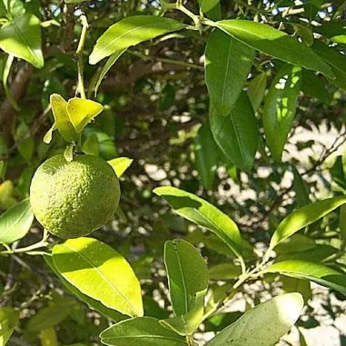 Citrus warburgiana