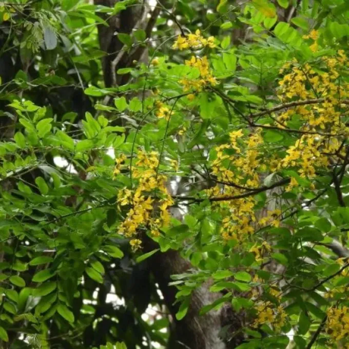 Queensland cassia