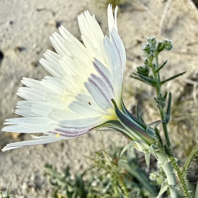 Desert Chicory