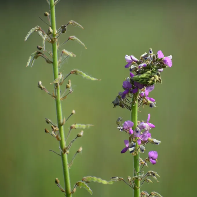 Illinois ticktrefoil