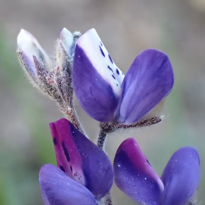 Bicolor lupine