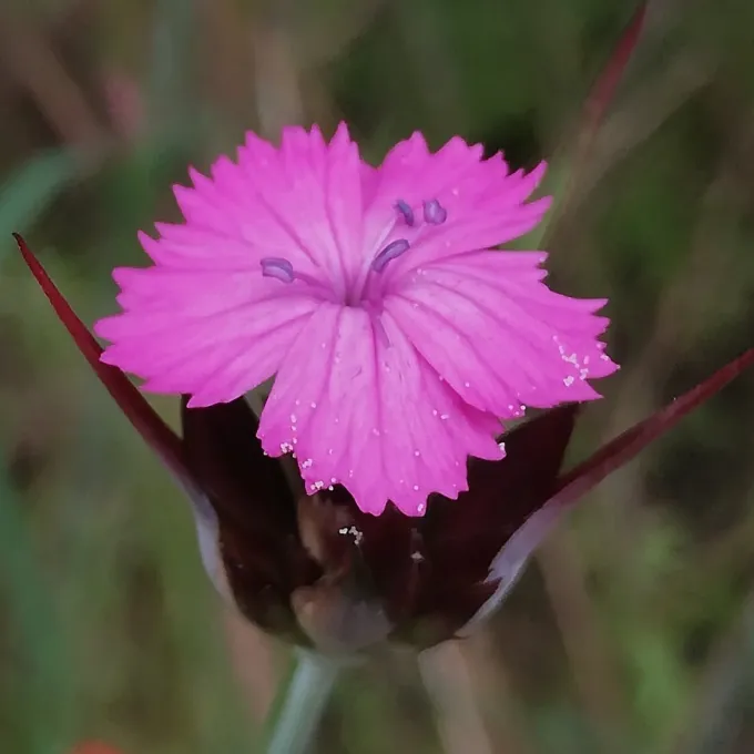 Giant pink