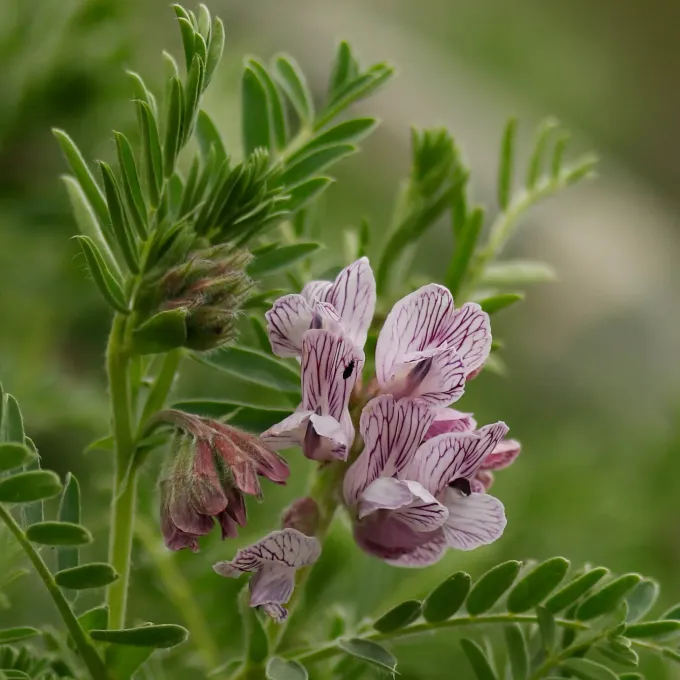 Vicia argentea