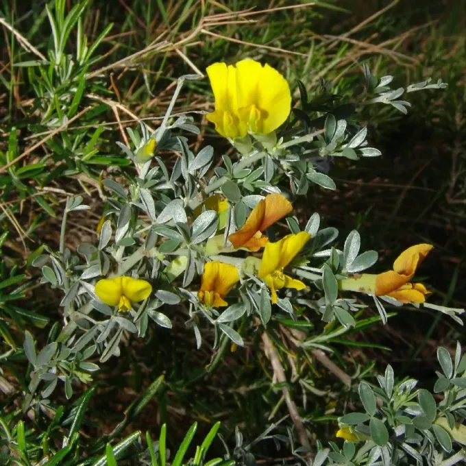 Cretan broom