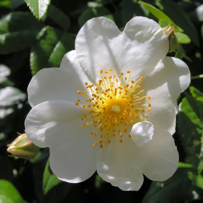 Роза вечнозеленая