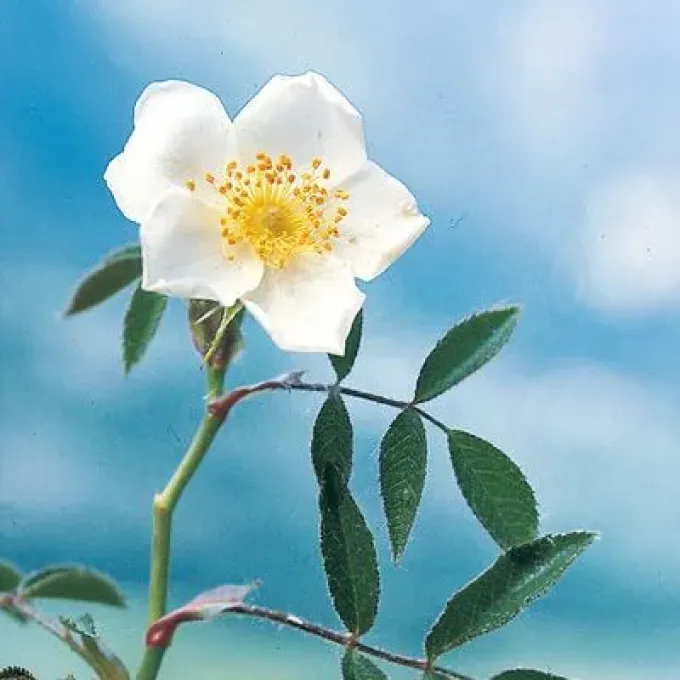 Chavina Rose