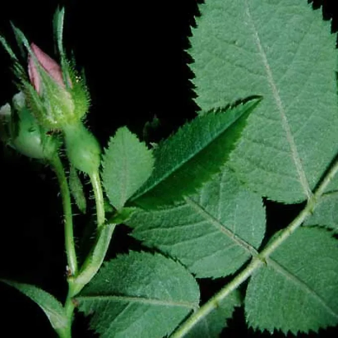 Rosa scabriuscula