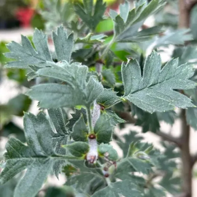 Schrader's hawthorn