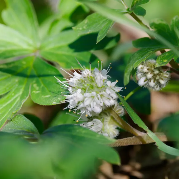 Hydrophyllum capitatum