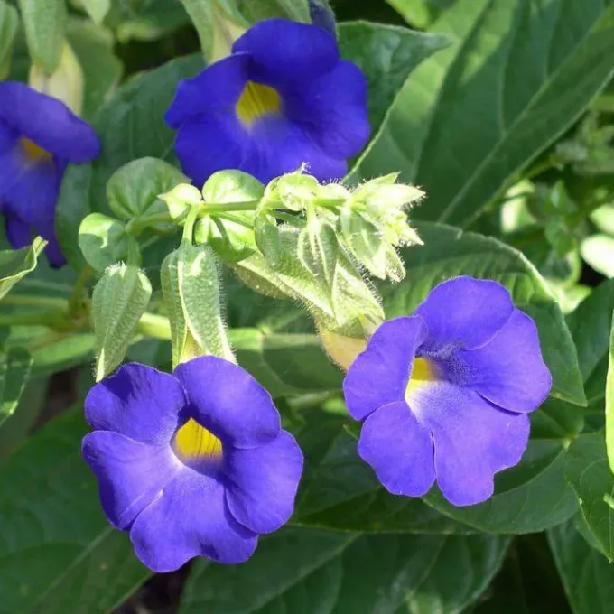 Thunbergia battiscombei