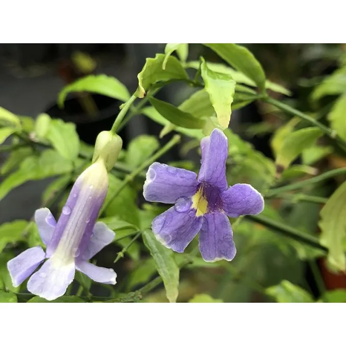 Thunbergia kirkii