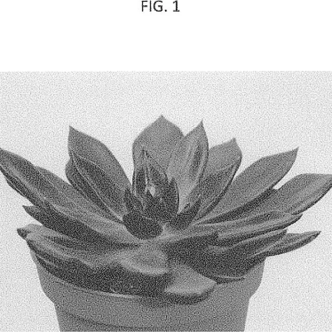 Hybrid Echeveria affinis and Echeveria atropurpurea