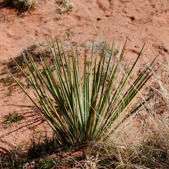Narrowleaf Yucca