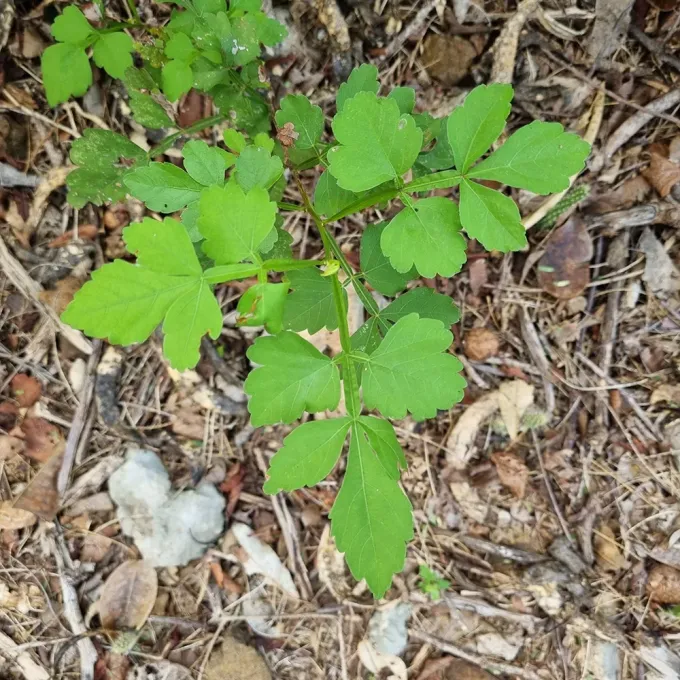 Serjania curassavica