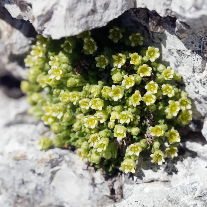 Facchini's Saxifrage