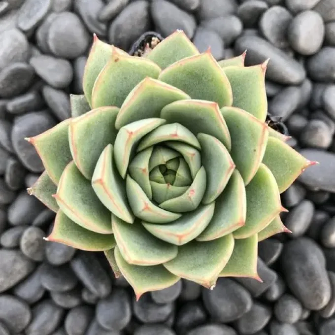 Echeveria gilva