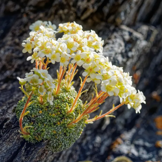 Saxifraga valdensis