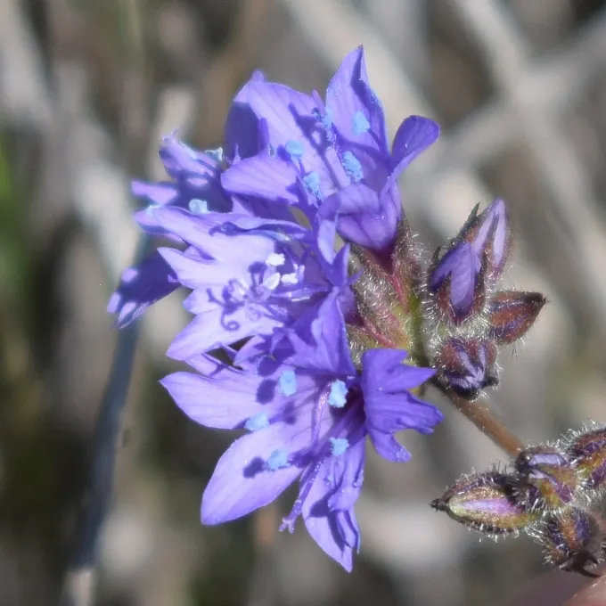 Gilia achilleifolia