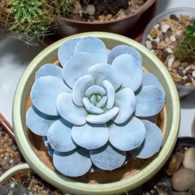 Echeveria laui