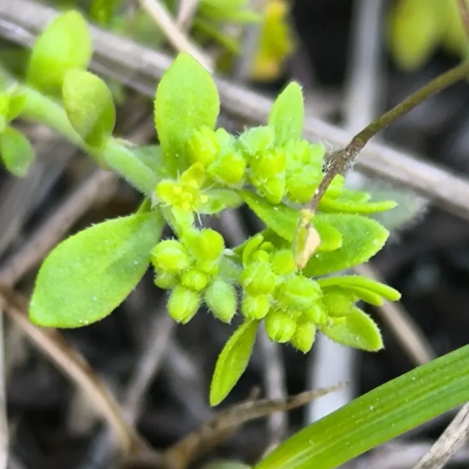 Herniaria polygama