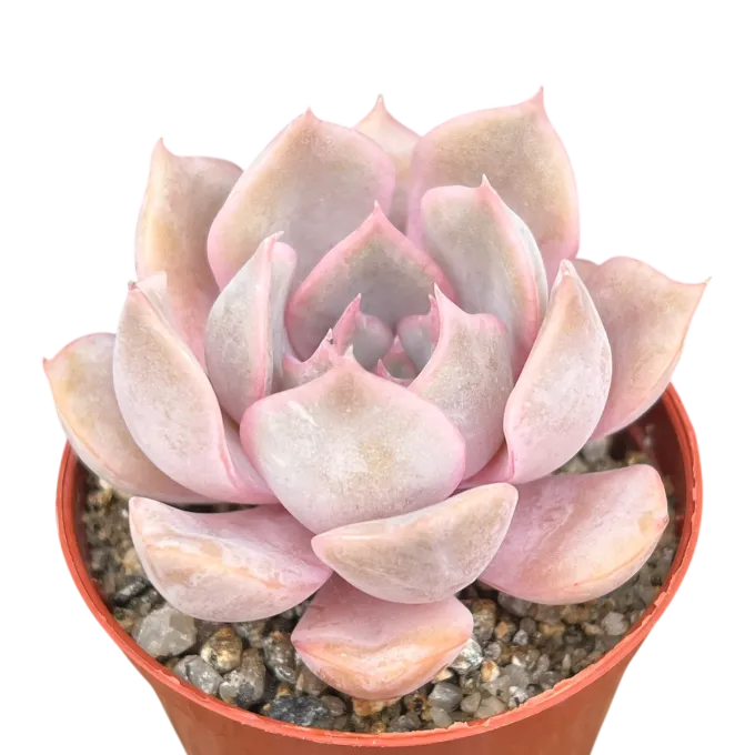 Echeveria lilacina x pulidonis