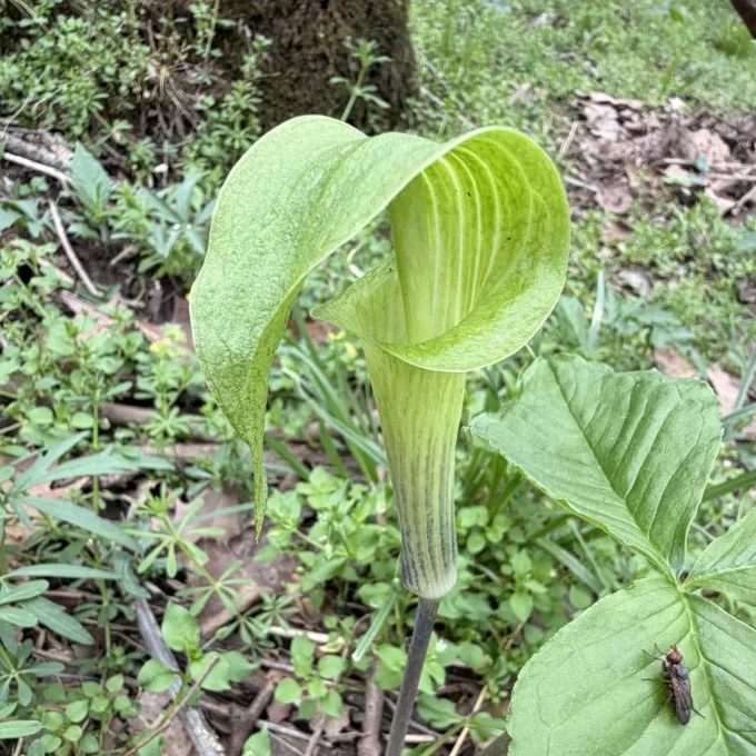 Jack-in-the-pulpit