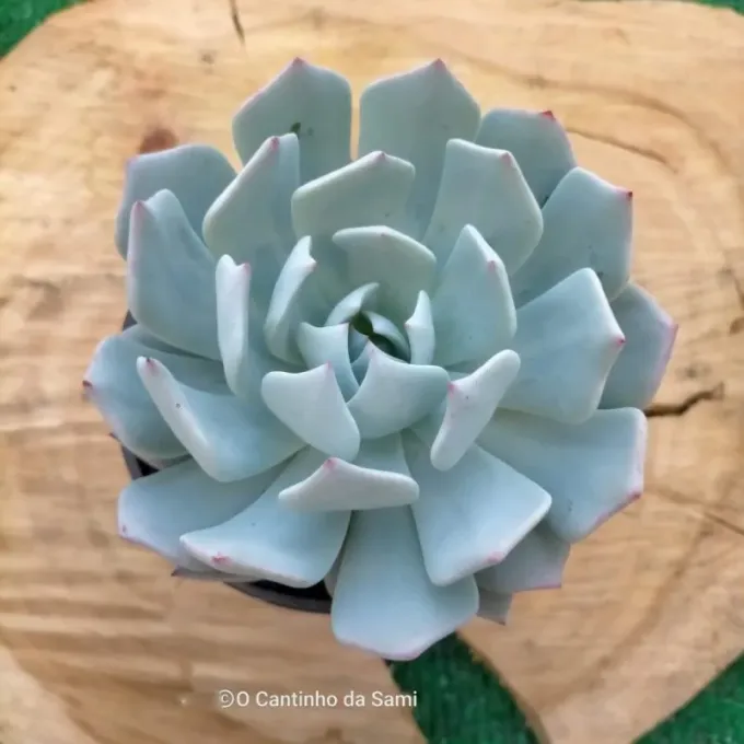 Echeveria laui x strictiflora