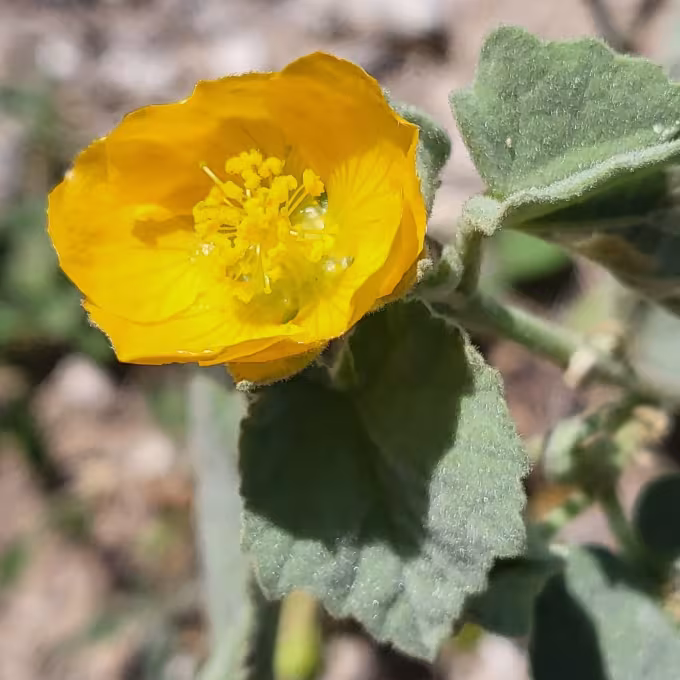 Abutilon berlandieri