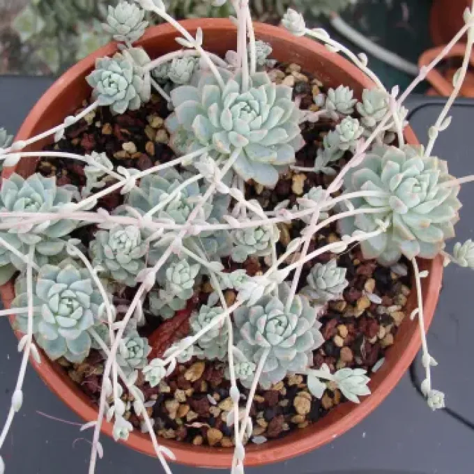 Echeveria prolifica