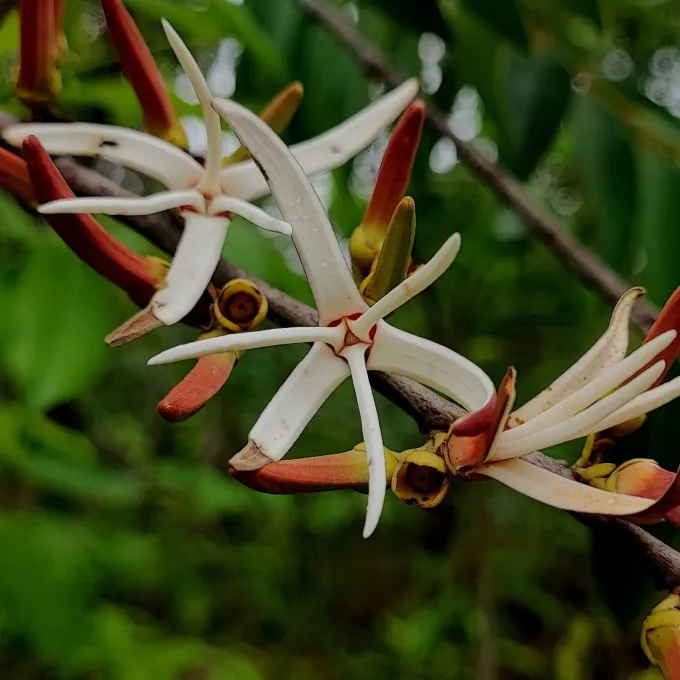 Xylopia aromatica