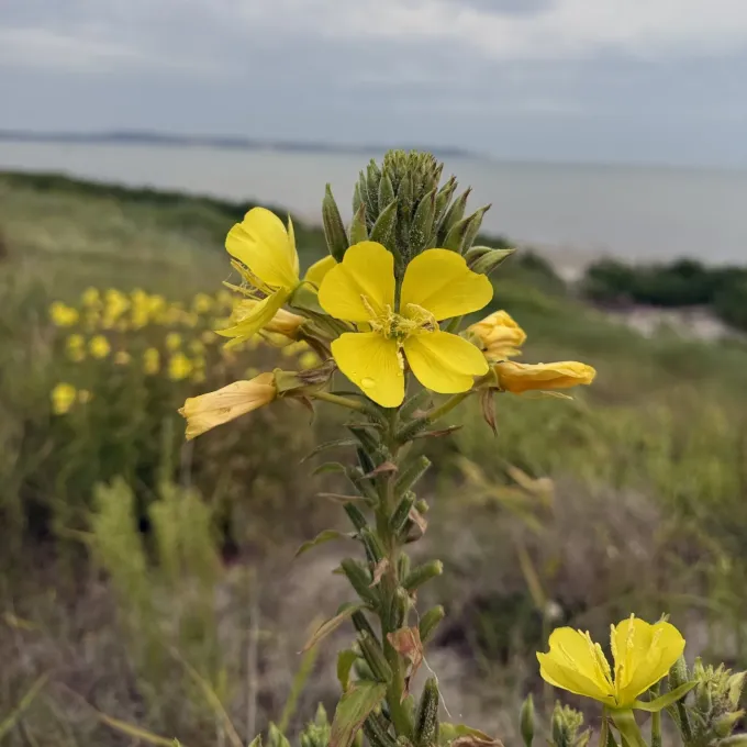 Oenothera fallax