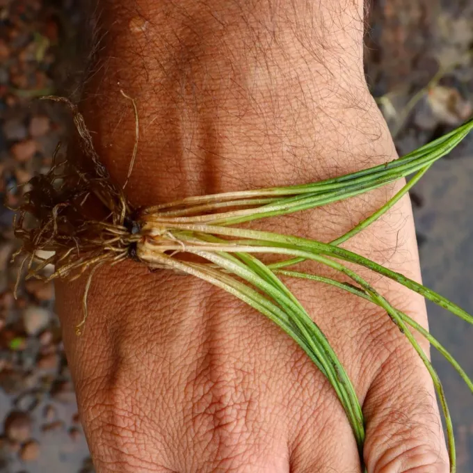Isoetes azorica