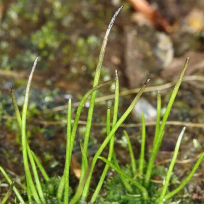 Hornwort
