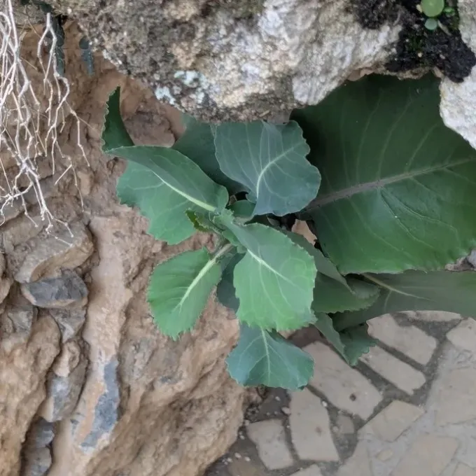 Hilarion Cabbage